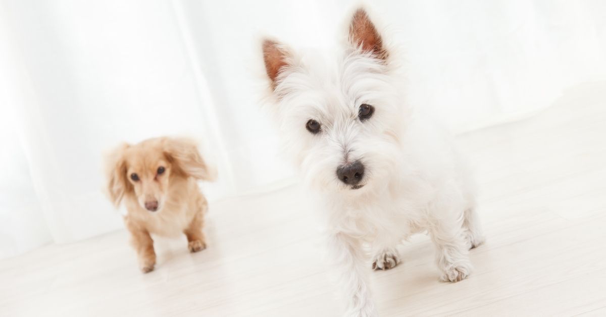 Dogs walking on floor - British Flooring