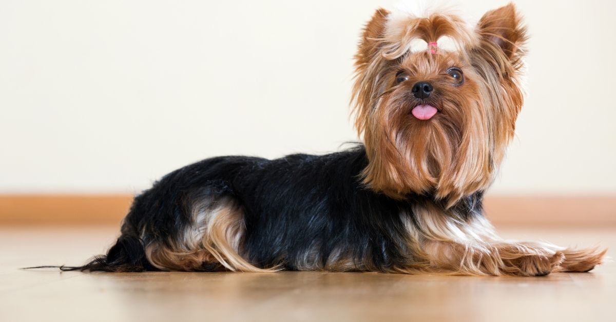 Small dog laid on laminate floor