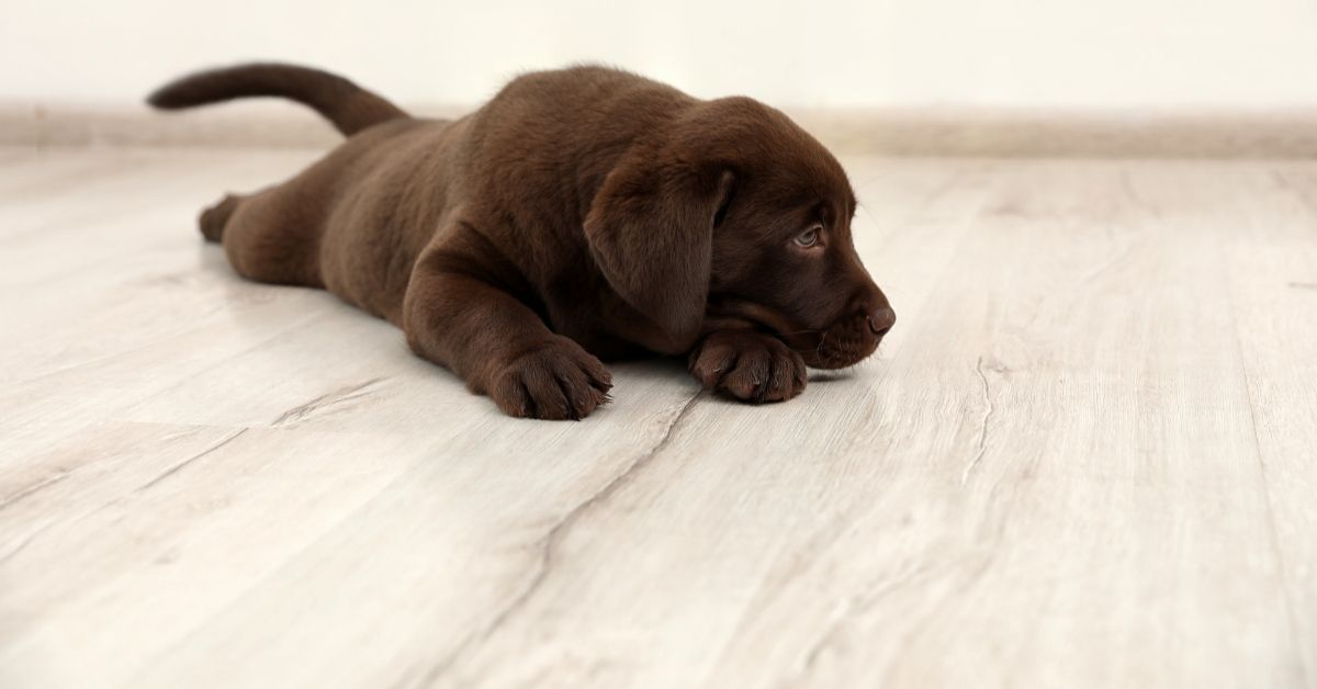 Cute dog laid on vinyl flooring