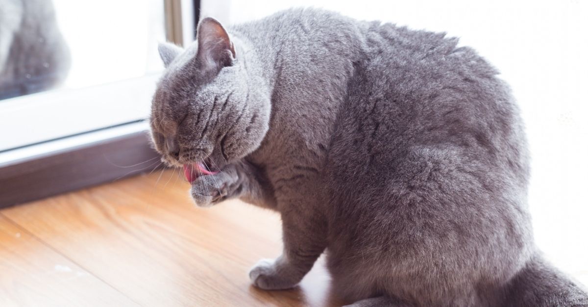 Cat sat on hardwood floor