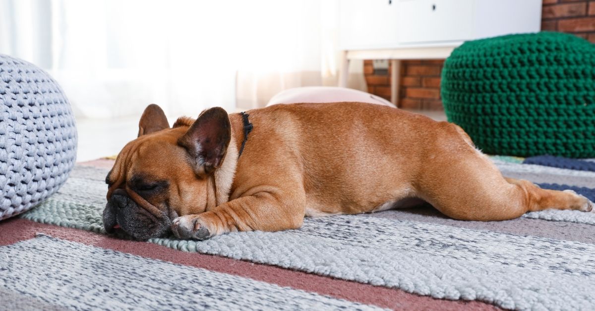 French bulldog laid sleeping on rug