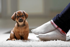 Why carpet underlay is essential for your home’s insulation and noise reduction