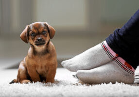 Why carpet underlay is essential for your home’s insulation and noise reduction